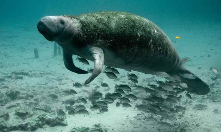 I lamantini sui fondali della Florida