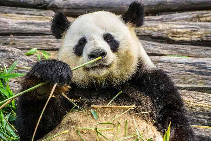 Panda bambù interna