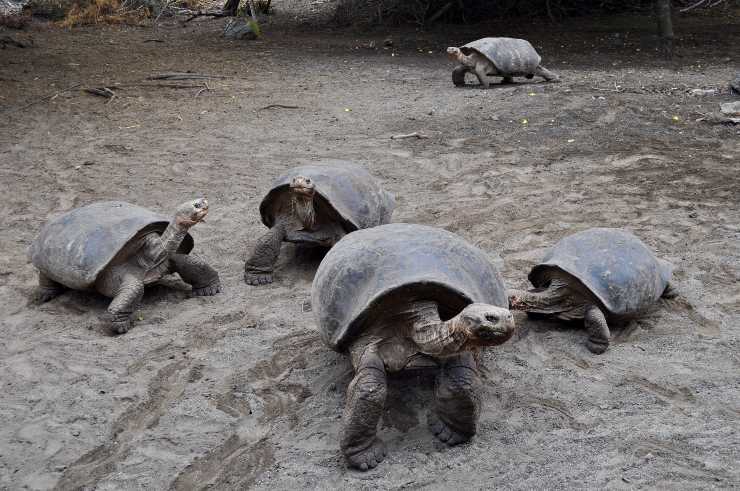 Tartarughe giganti Galapagos