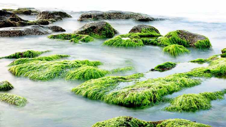 Alga assassina Florida