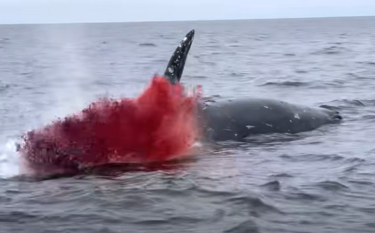 balena esplode