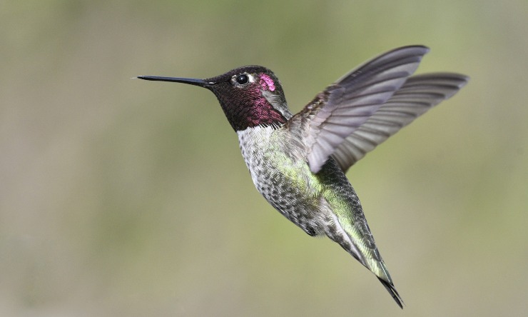 colibrì