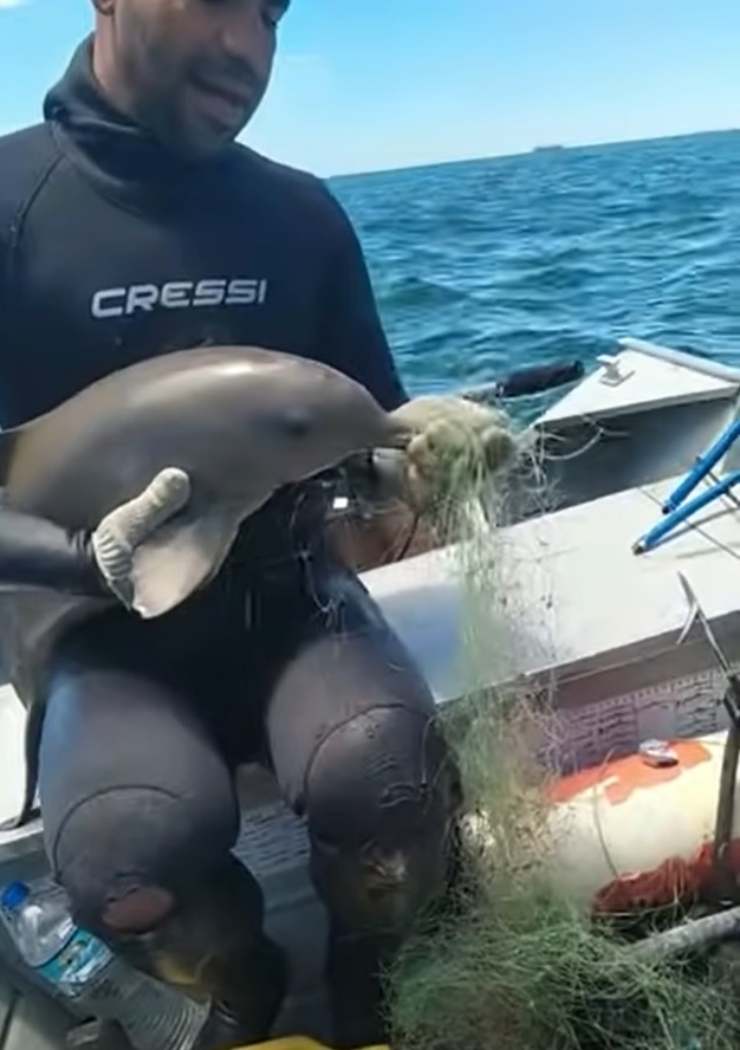 delfino rete pesca