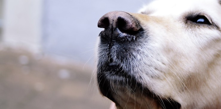 Golden retriver