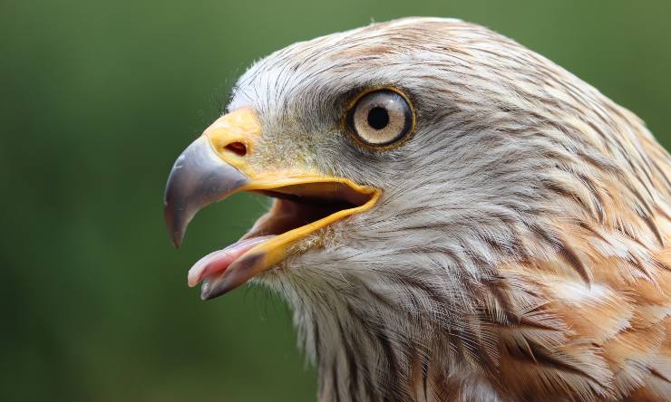 falco in agguato