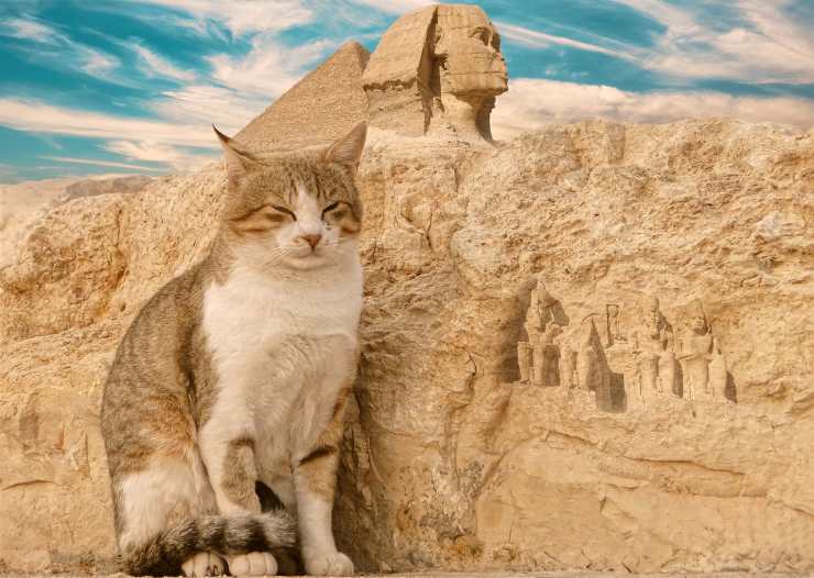 Gatto egizio