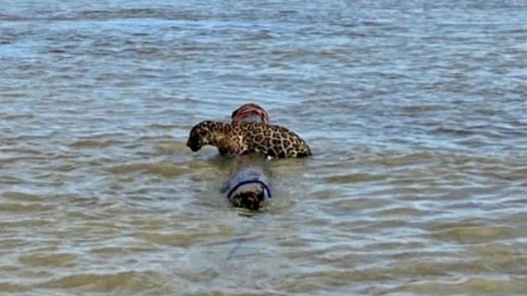 Giaguaro alla deriva nel Mar dei Caraibi