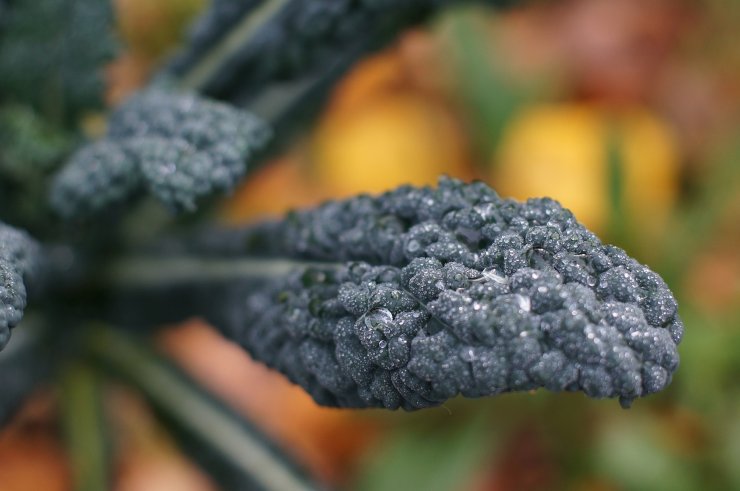 Tipica foglia di Kale o cavolo nero