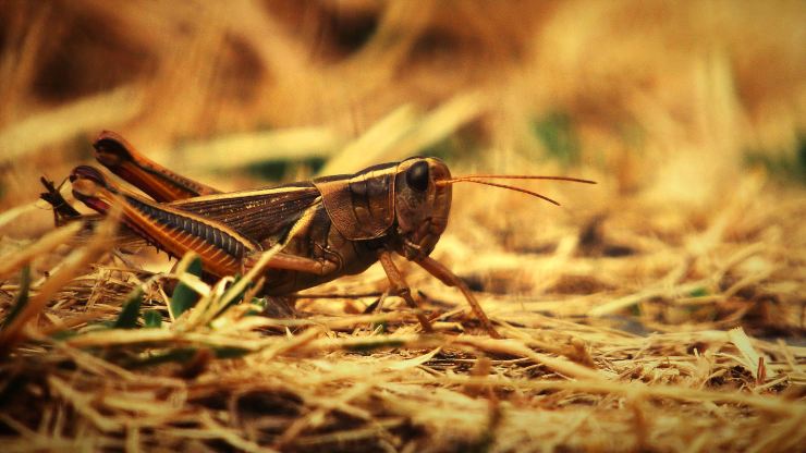 locusta cavalletta