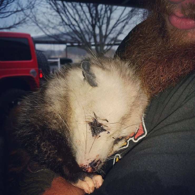 opossum salvato