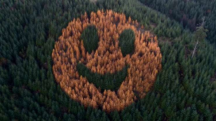 Oregon smile foresta