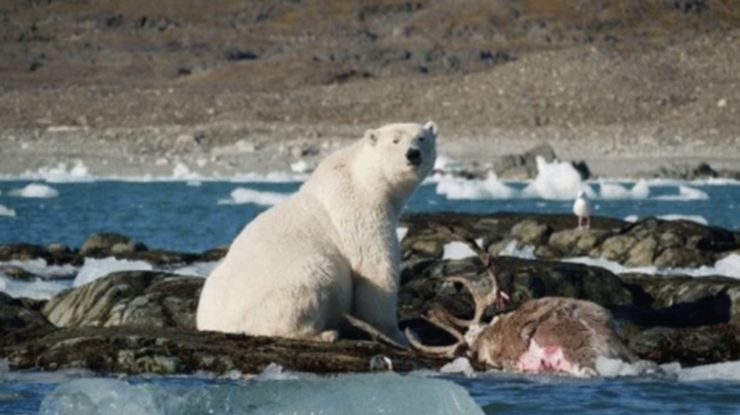 orso polare attacca renna