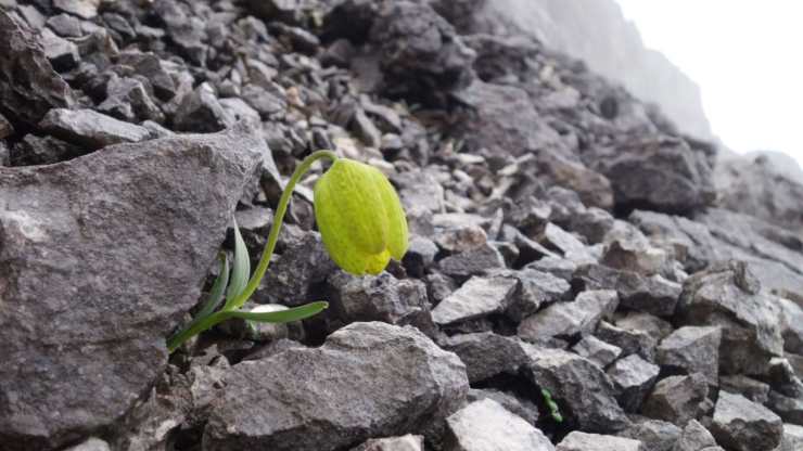 pianta cinese mimetismo