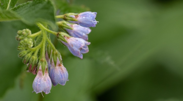 Piante officinali