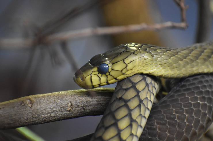 serpente mamba nero