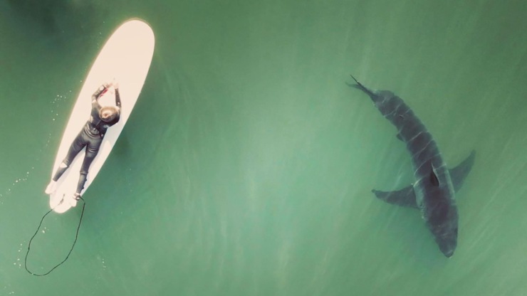 squalo surfista california