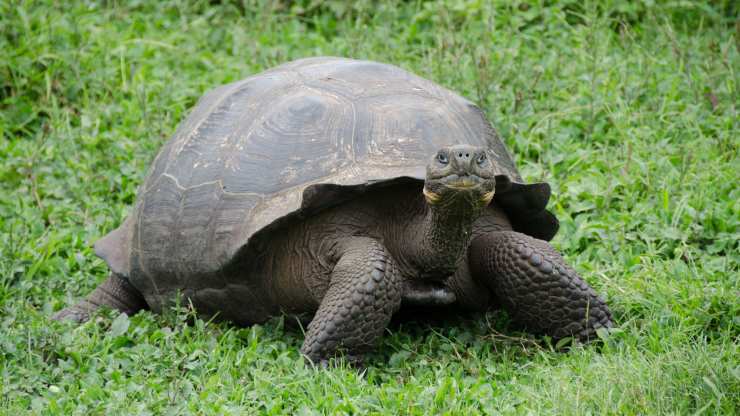 Tartaruga gigante Galapagos