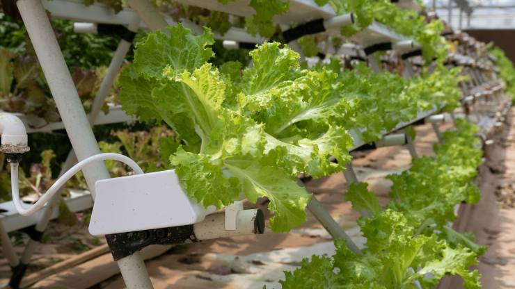 Vertical farming insalata 