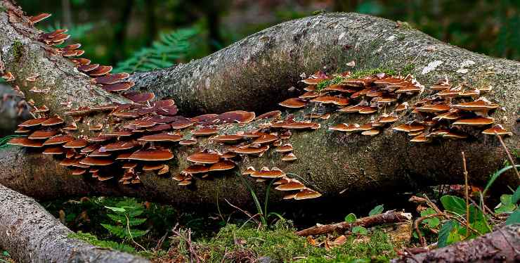 Famiglia di Funghi