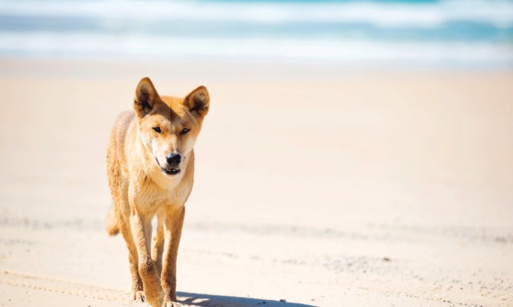 dingo spiaggia fraser