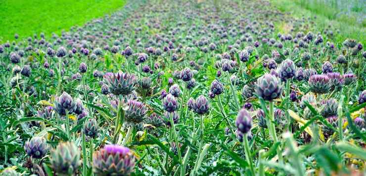 piantagione di carciofi interna