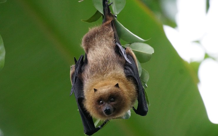 pipistrello interna