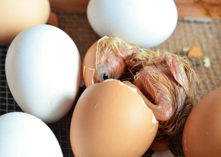pulcino nascita uovo
