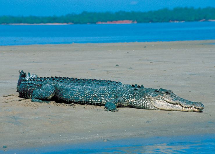 spiaggia darwin coccodrillo