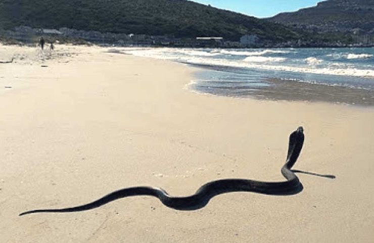 spiaggia dumas serpente