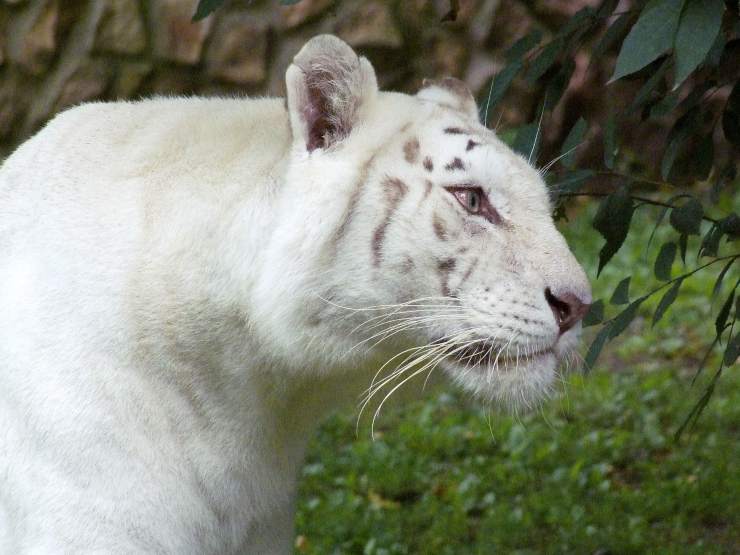 Tigre Siberiana