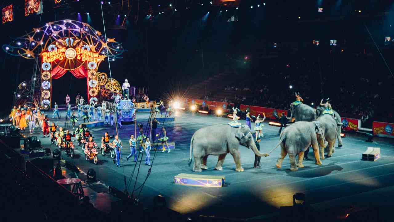 animali circo