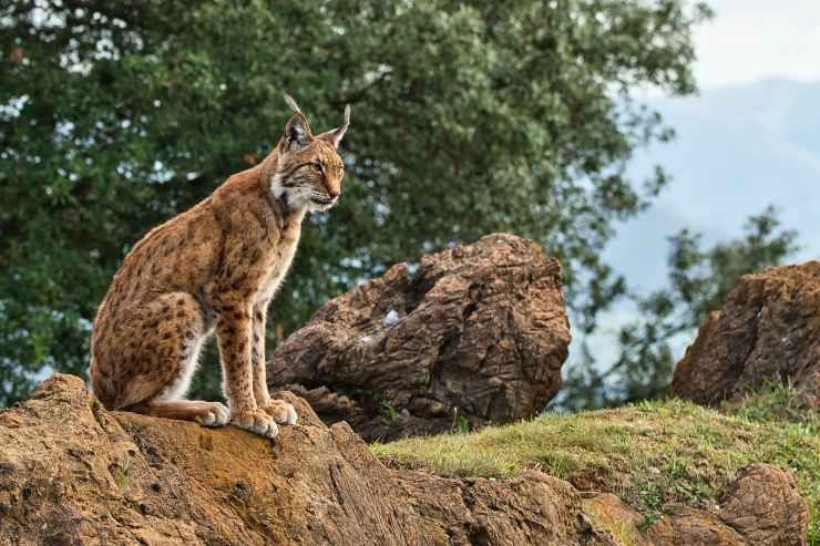 Lince iberica