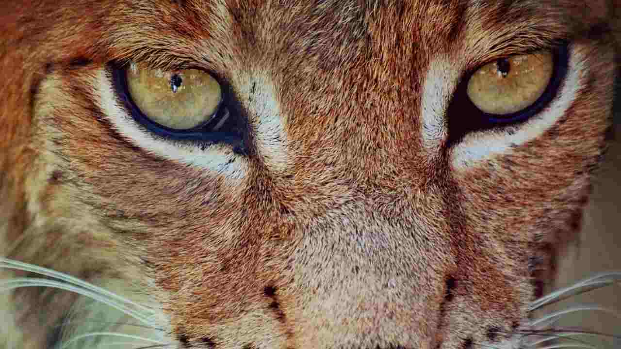 lince