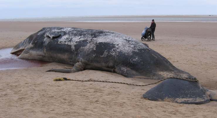 cetaceo morto spiaggia