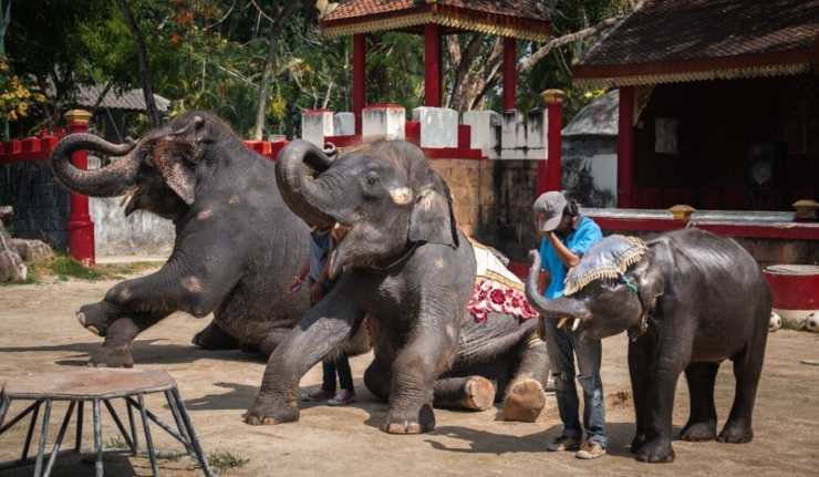 elefanti zoo thailandia
