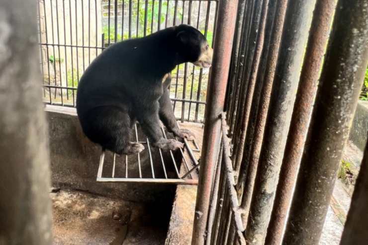 orso zoo thailandia