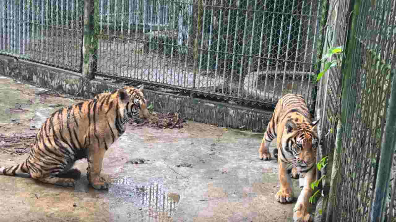 tigri zoo thailandia