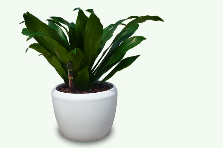 dracena PianTina