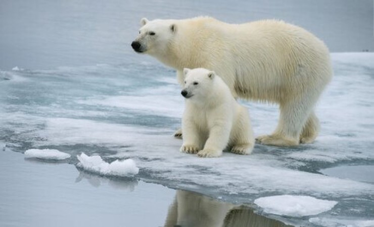 Mamma orso