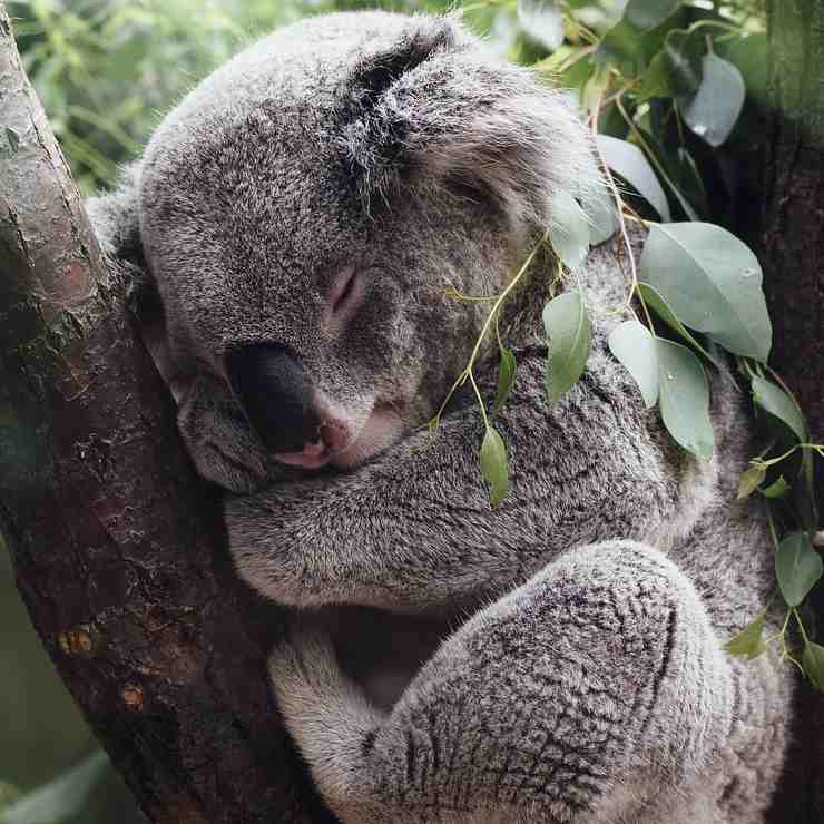 Koala australiano 