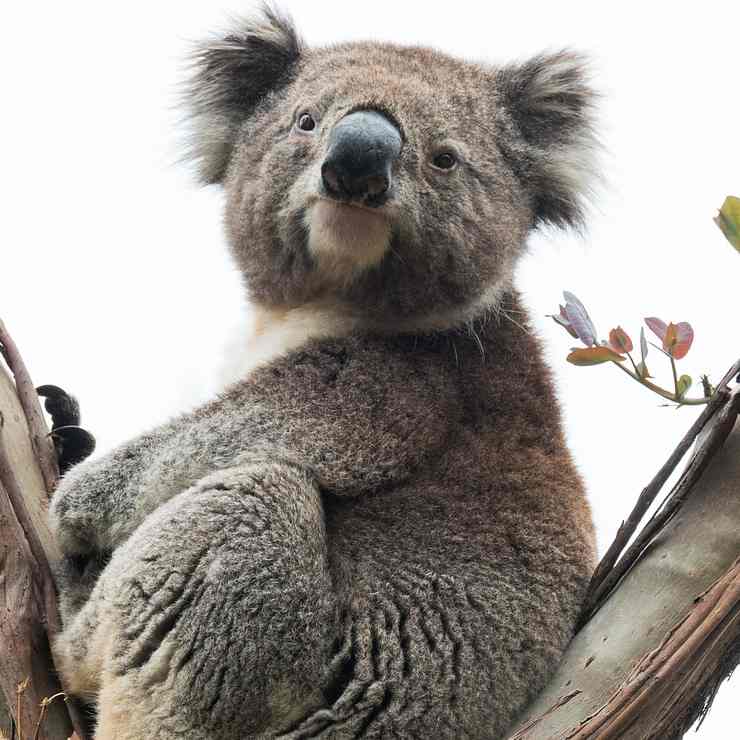 koala