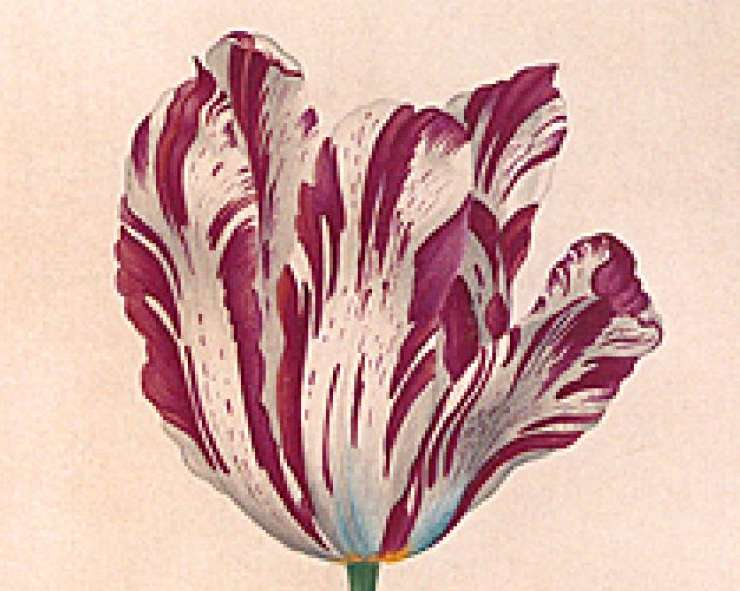 Tulipano screziato (wonews.it)