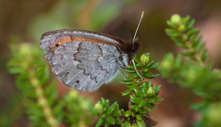 Farfalla sentinella-wtsalmela_17-2-22