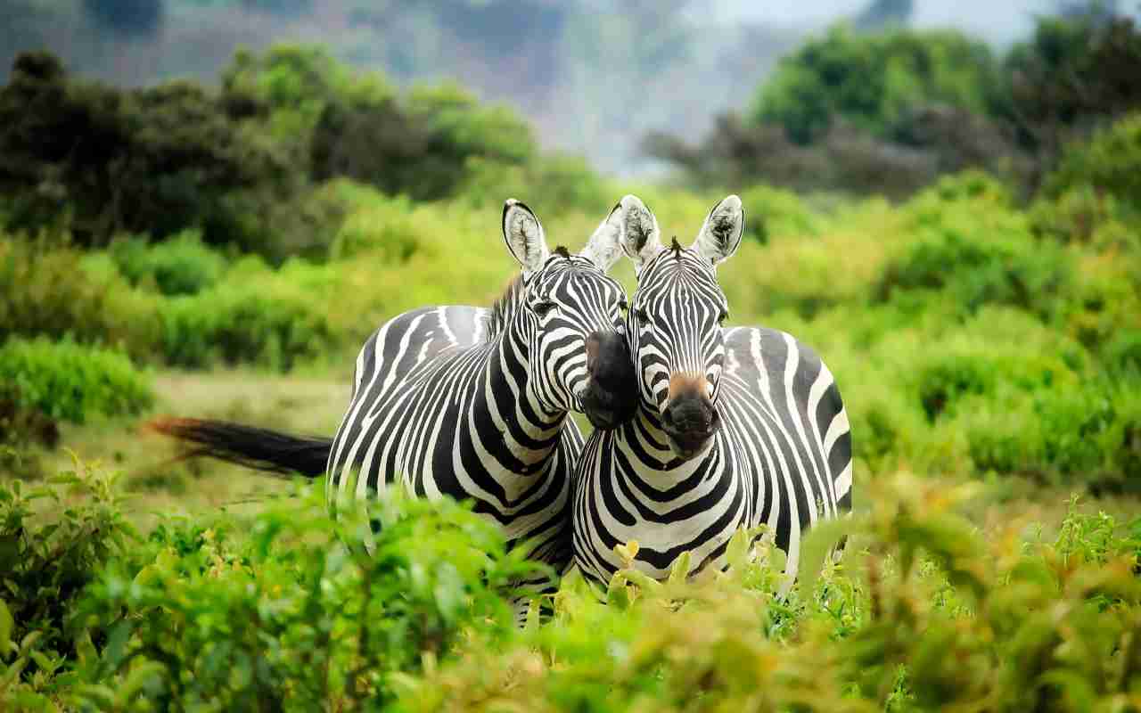 Perché le zebre hanno le strisce 