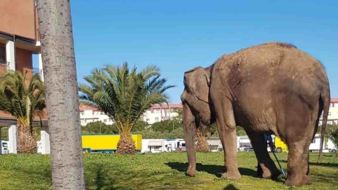 elefante foggia