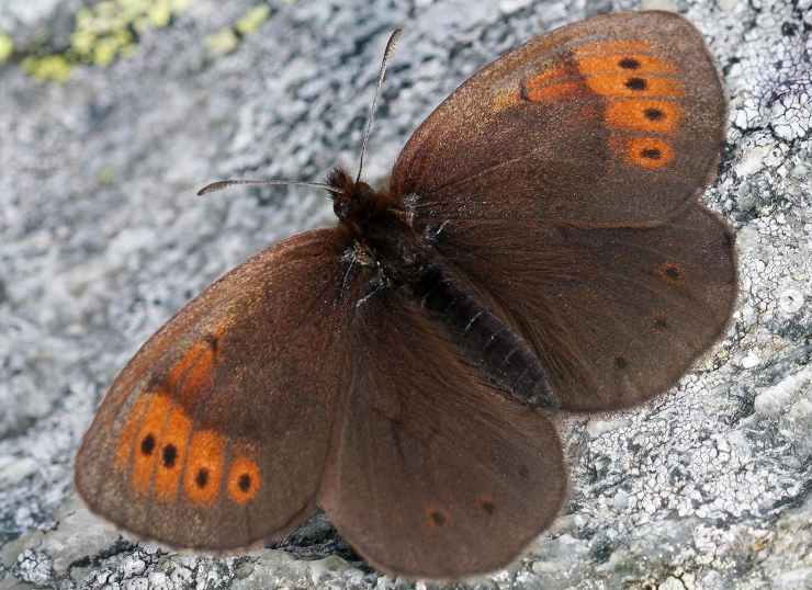 farfalla sentinella instagram moths_and_butterflies_17-2-22