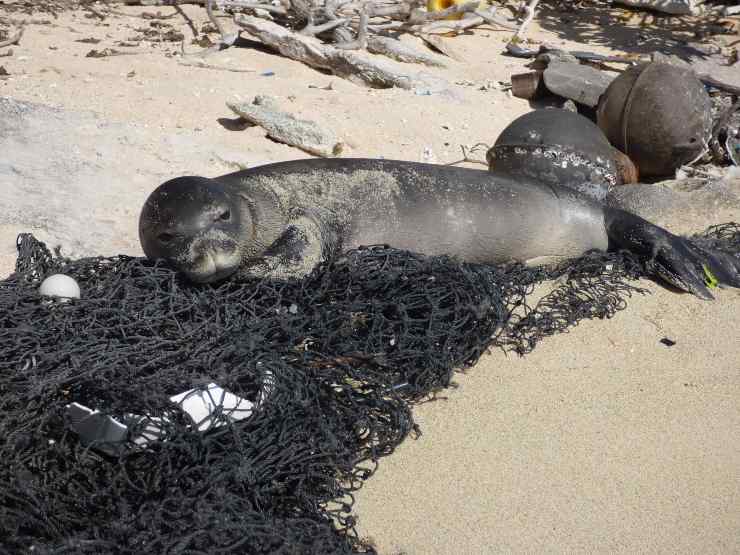 foca rete pesca