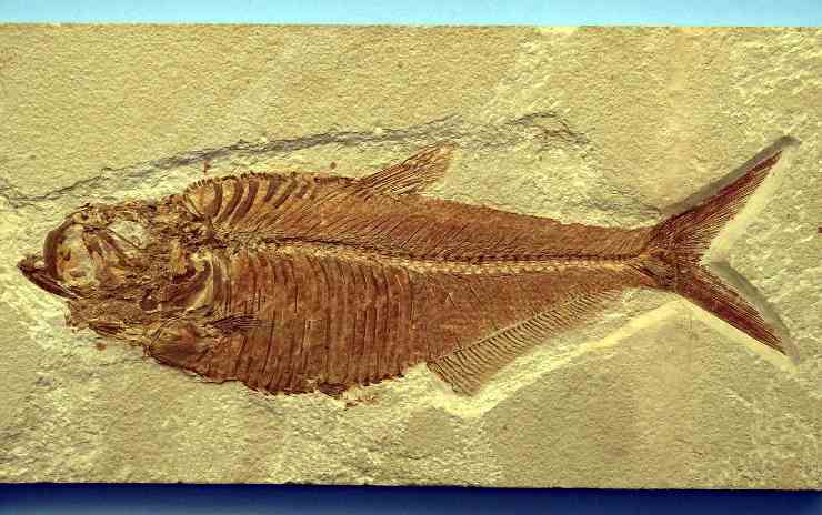 fossile pesce_27-2-22