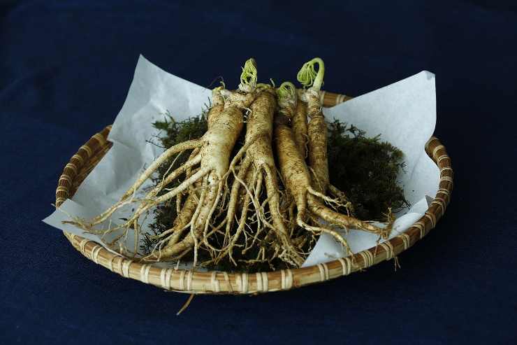 ginseng_8-2-22