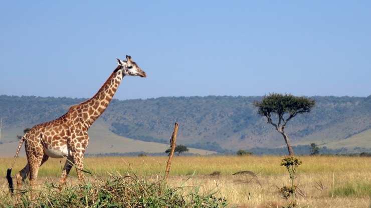 parco masai mara